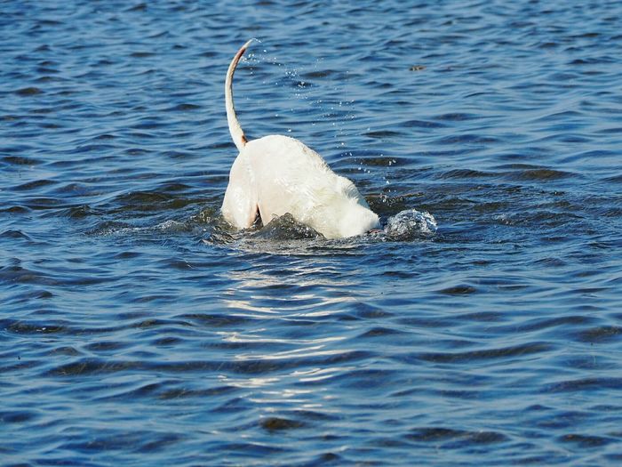 Duck swimming in sea