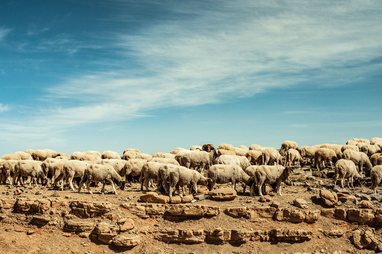 Flock of sheep on a land