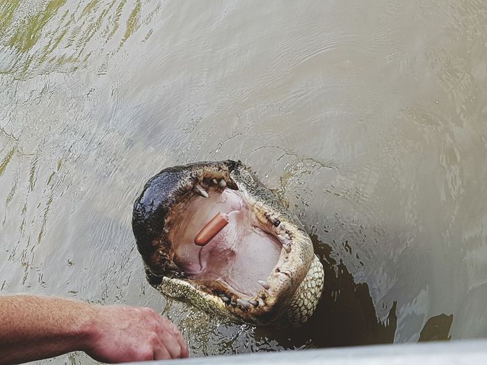 Close-up of a man feeding alligator
