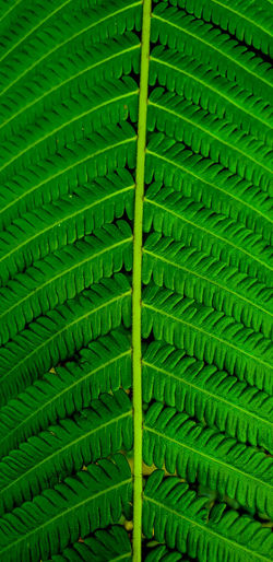 Close-up of green leaves