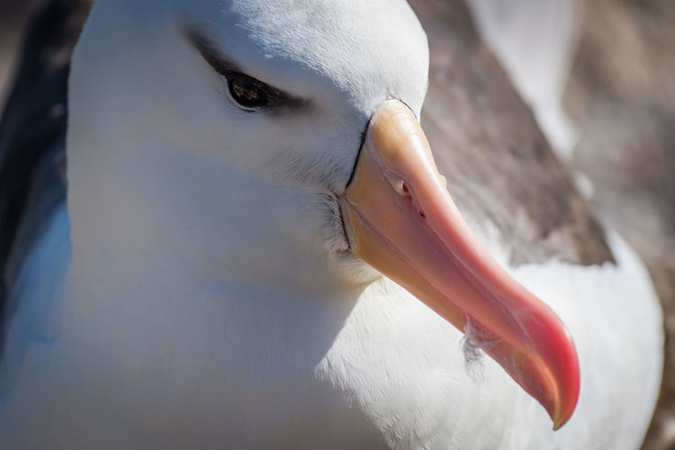 Close-up of albatross