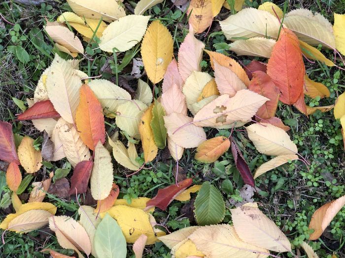 High angle view of leaves on field during autumn