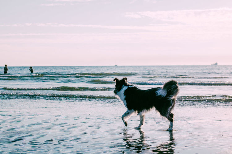 Cute collie mix dog cooling down at beach in summer