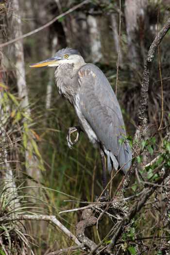 Close-up of heron perching on tree
