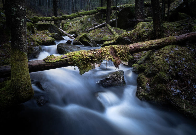 Stream flowing through rocks in forest