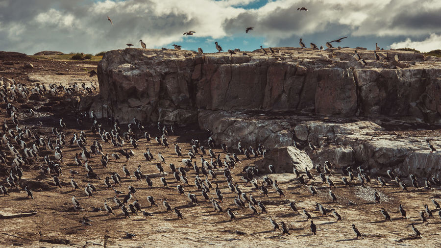 Flock of birds perching on rock against sky