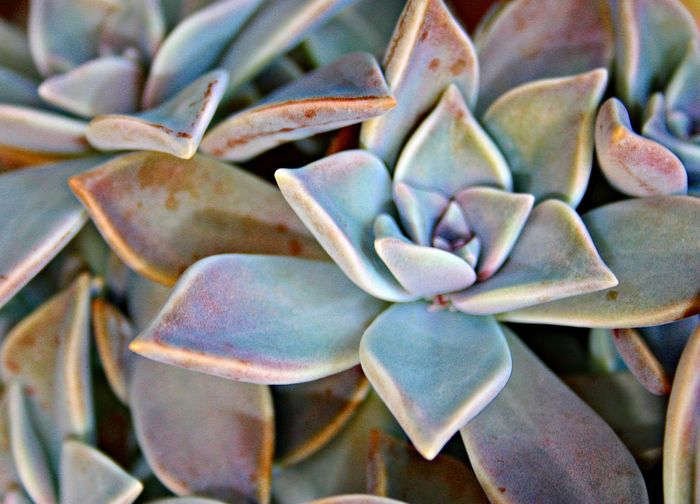 Close-up of succulent plant