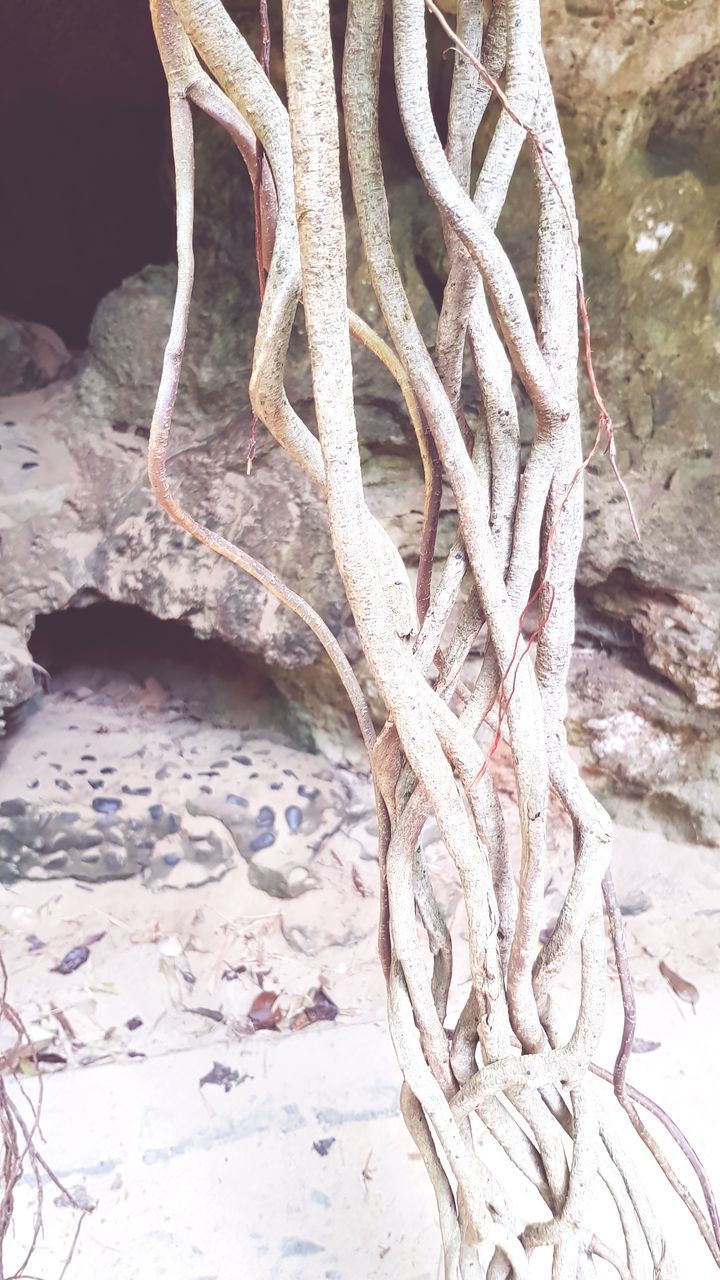 CLOSE-UP OF TREE TRUNK WITH ROPE