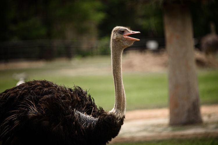 Close-up of ostrich standing against field