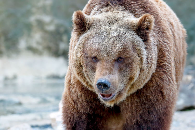 Close-up portrait of bear