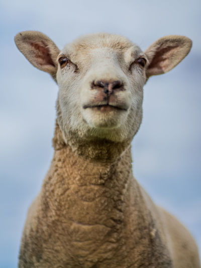 Close-up portrait of an animal against sky