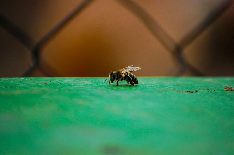 Honey bee on green table