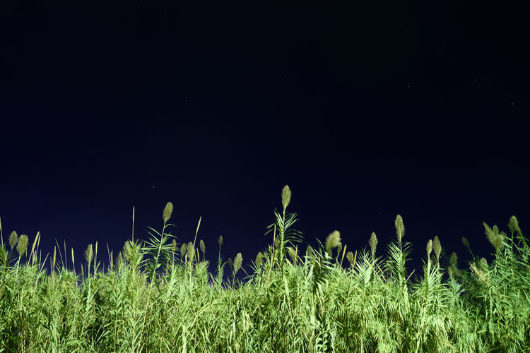 Low angle view of plants growing on field against sky at night