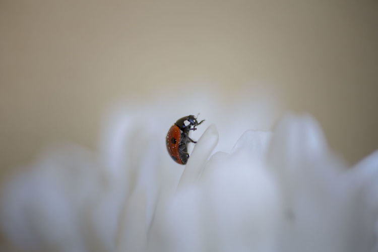Close-up of ladybug on white flower