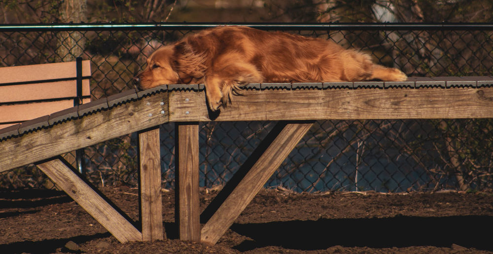 View of a dog on fence