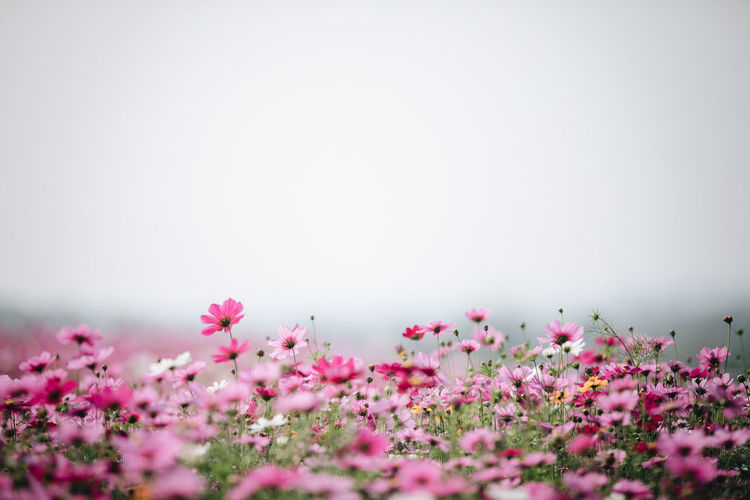Close-up of pink flowering plants against clear sky