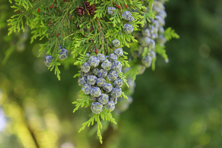 Close-up of purple juniper berries