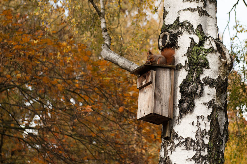 Close-up of tree trunk during autumn