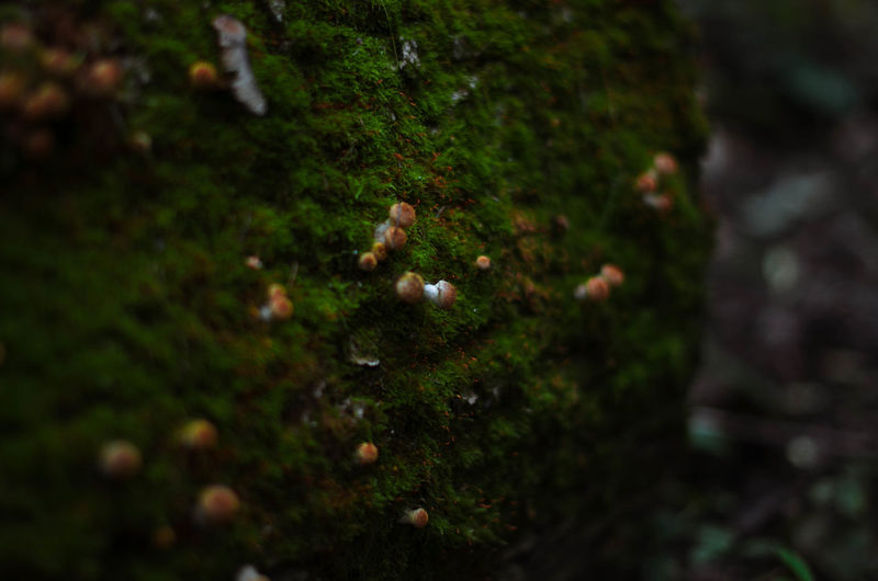 High angle view of mushrooms growing on tree trunk