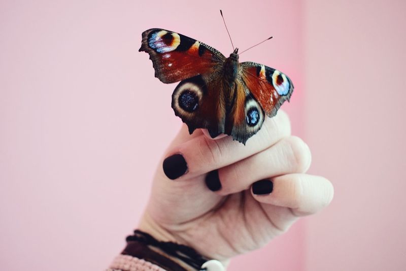 Close-up of hand holding butterfly against pink background