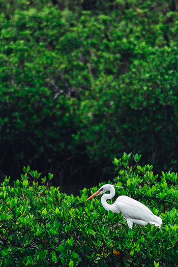 White bird on a field