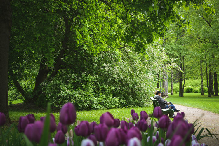 Purple flowering plants in park