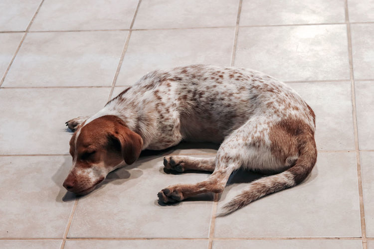 High angle view of a dog sleeping on tiled floor