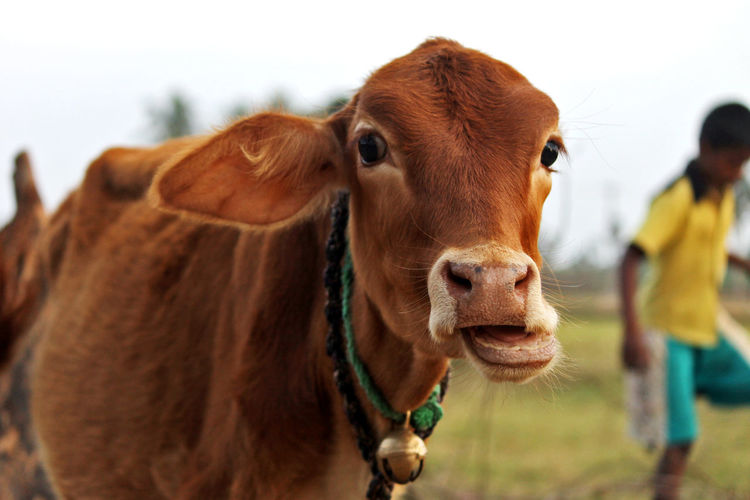 Close-up portrait of cow