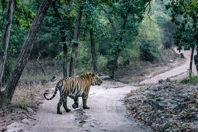 View of cat walking on road