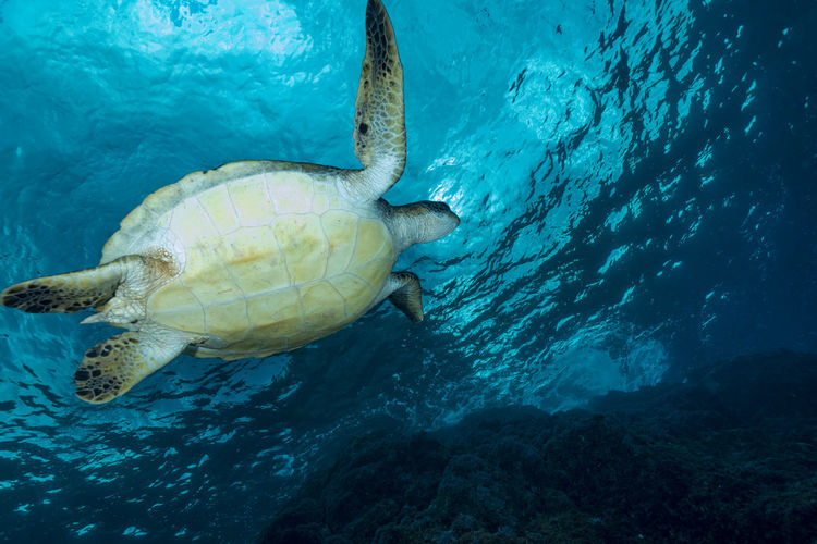 Green sea turtle swimming in hachijojima