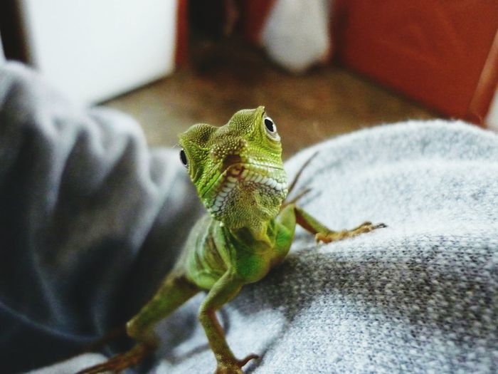 Chinese water dragon on cropped person