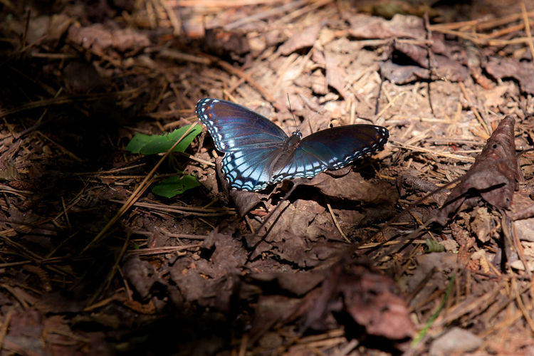 Close-up of butterfly