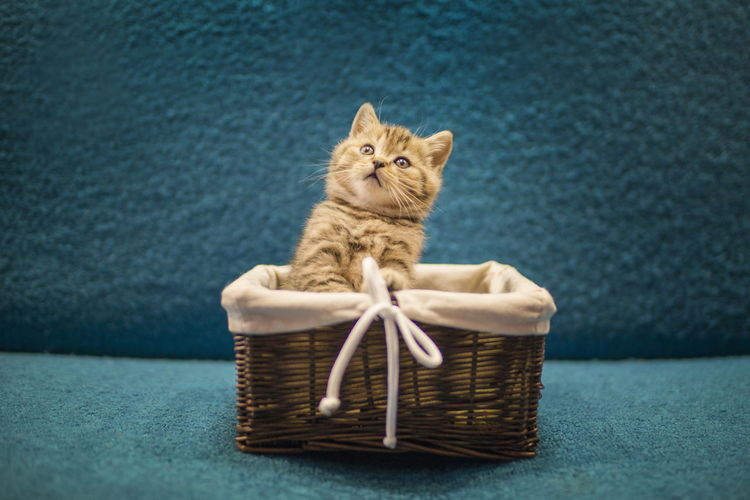 Portrait of kitten in basket