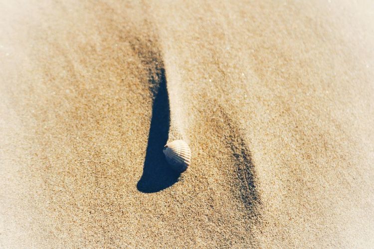 Shadow of a cat on sand