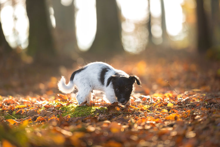 Close-up of a dog on ground during autumn