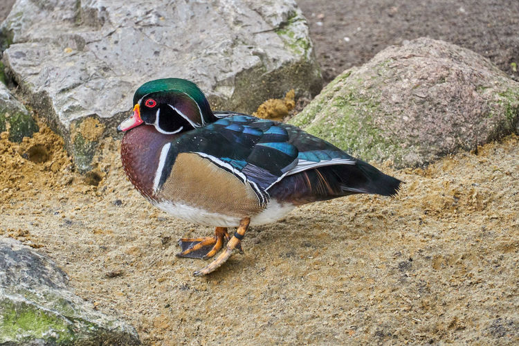 High angle view of duck on rock