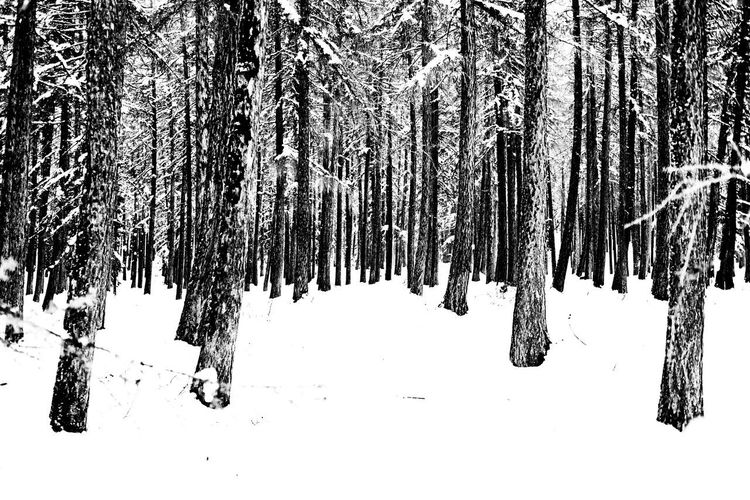 Panoramic view of pine trees on snow covered landscape