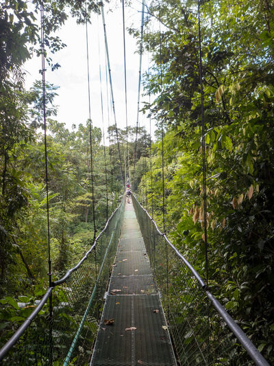 In the tirimbina reserve the tropical rainforest one of the longest suspension bridges in costa rica