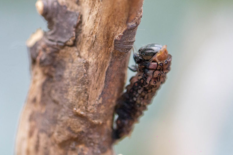 Close-up of cocoon on tree