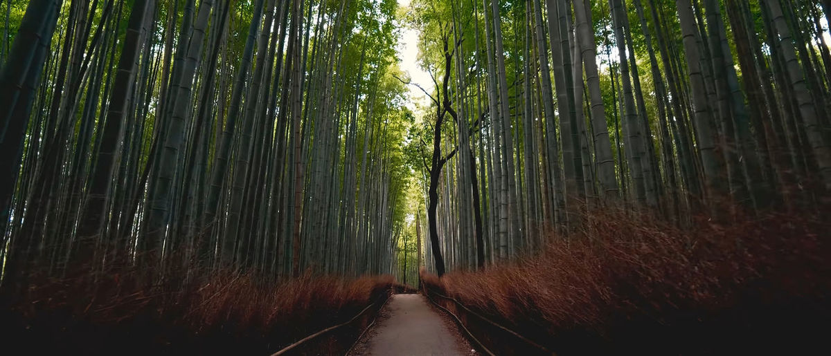 Bamboo forest in japan, arashiyama, kyoto