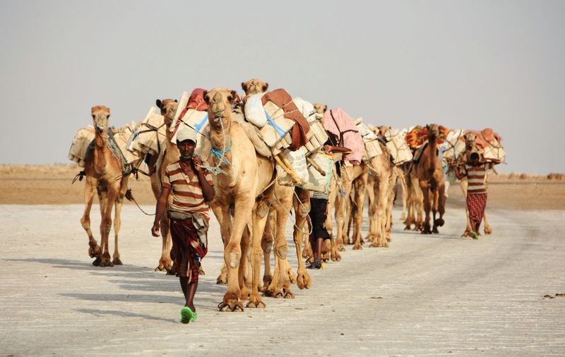 Men walking with camels in desert against clear sky