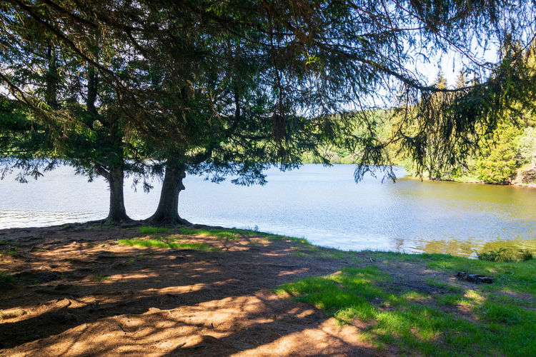 Scenic view of lake amidst trees