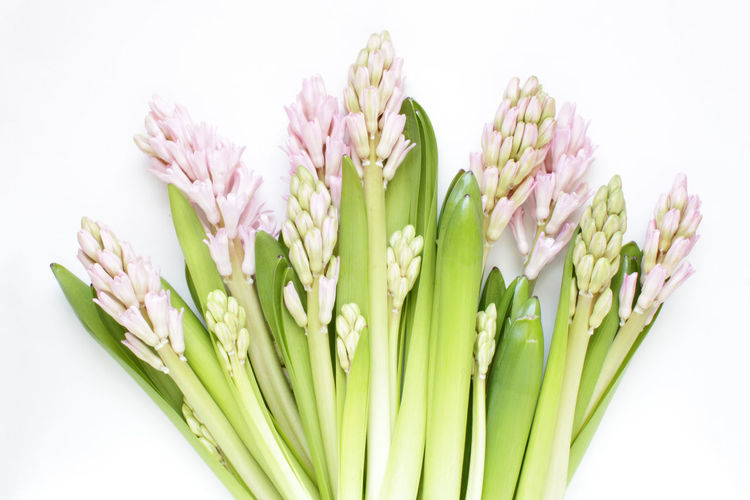 Close-up of pink tulips against white background