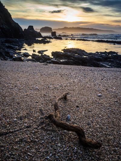 Surface level of driftwood on beach against sky during sunset