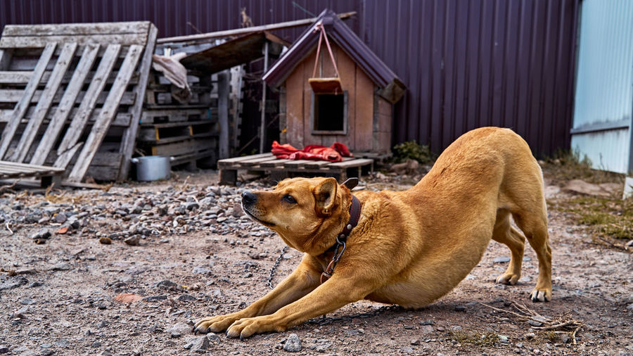 Dog lying on field