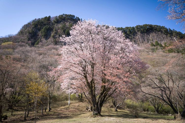 Cherry blossom trees on field against clear sky