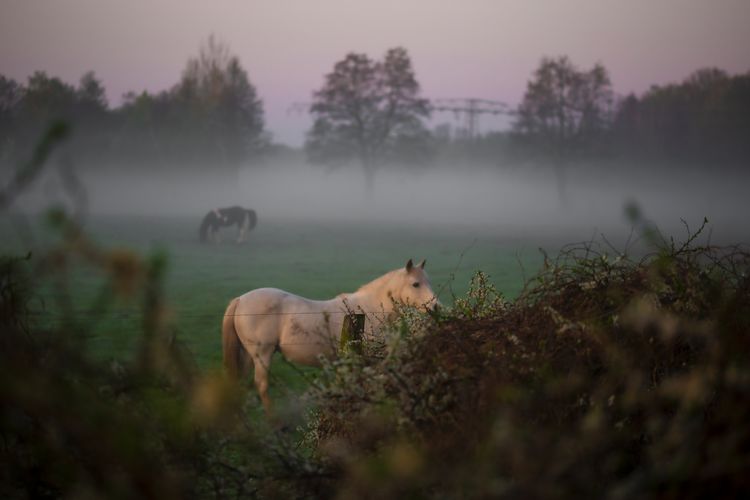 Horse early in the morning in the fog