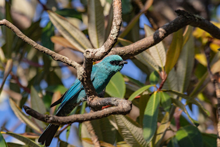 Verditor flycatcher bird perching on a tree