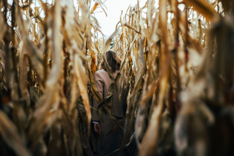 Single female walking through corn maze.