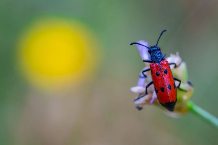 Red bug on a flower sanny background wallpaper